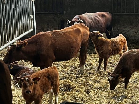 Betreffende zoals dat Grijpen De koeien staan op stal en produceren 'Het Bruine Goud' - Loenen op de  Veluwe | Gelderland